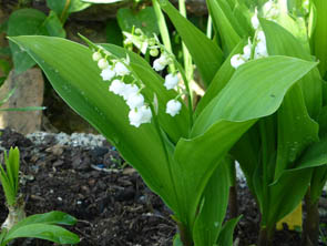 Convallaria majalis